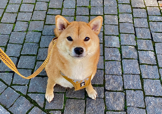 How to Prepare Your Dog for a Private Jet Flight (and Any Flight in General)