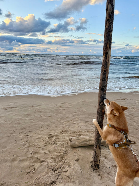 What to Know Before Your First Flight with a Dog in Europe