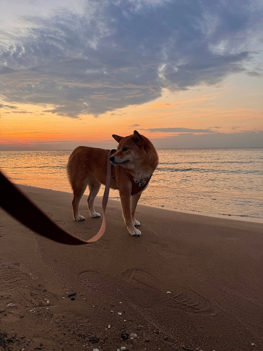 Is Flying Safe for Dogs? A Complete Guide for Pet Parents